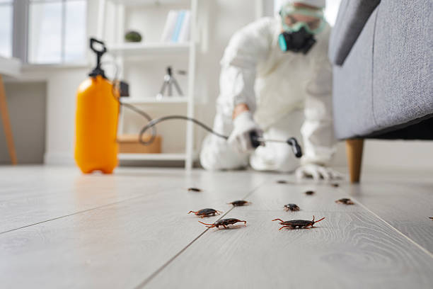 Commercial Rodent Management in Danielson